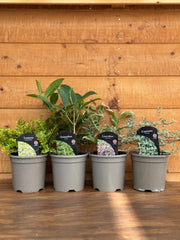 The Evergreen Foliage Collection