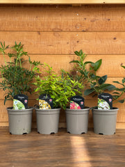 The Evergreen & Flower Collection