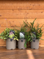 The Texture & Foliage Bundle