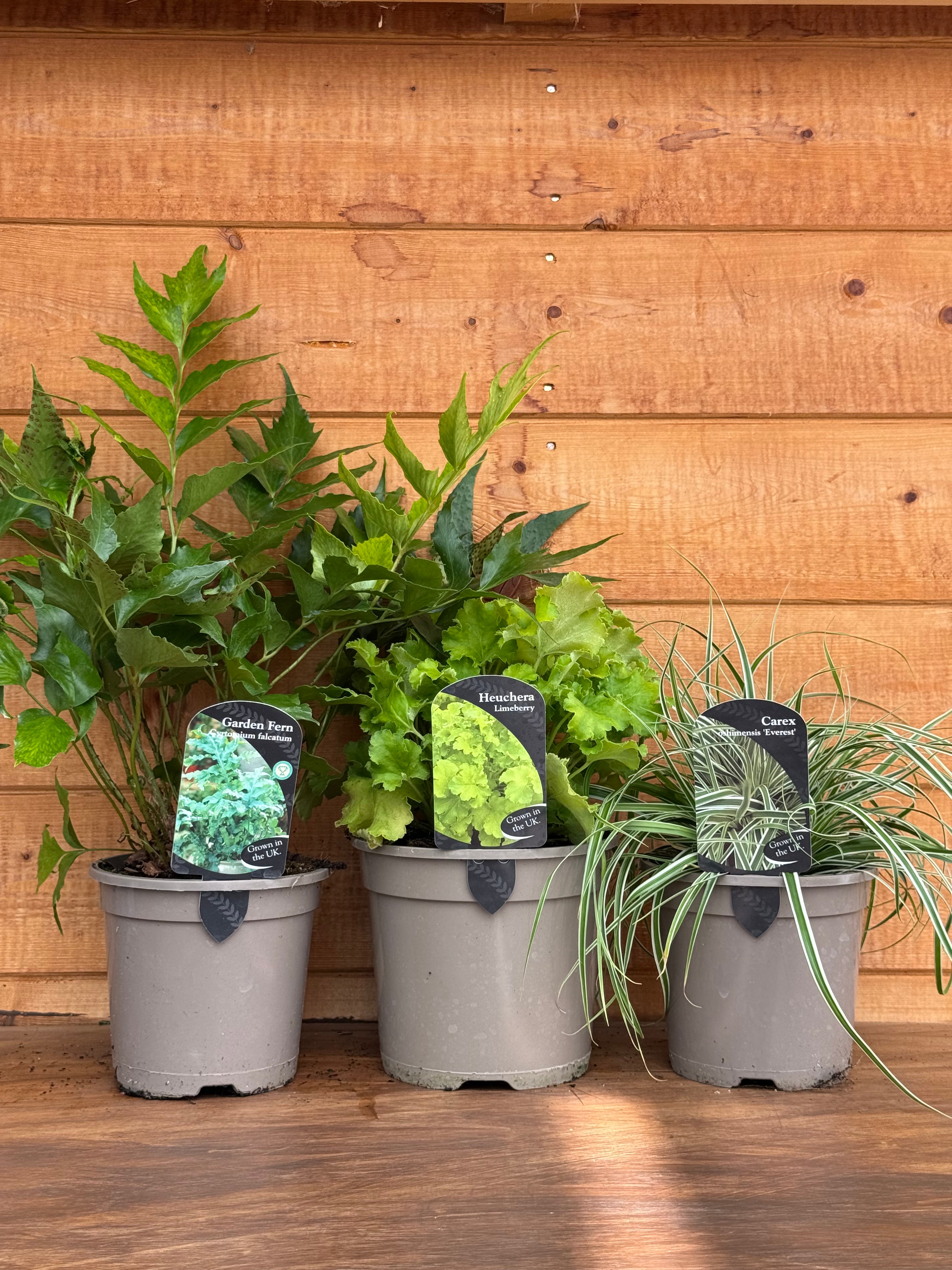 The Texture & Foliage Bundle