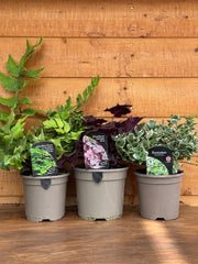 The Evergreen Trio Bundle