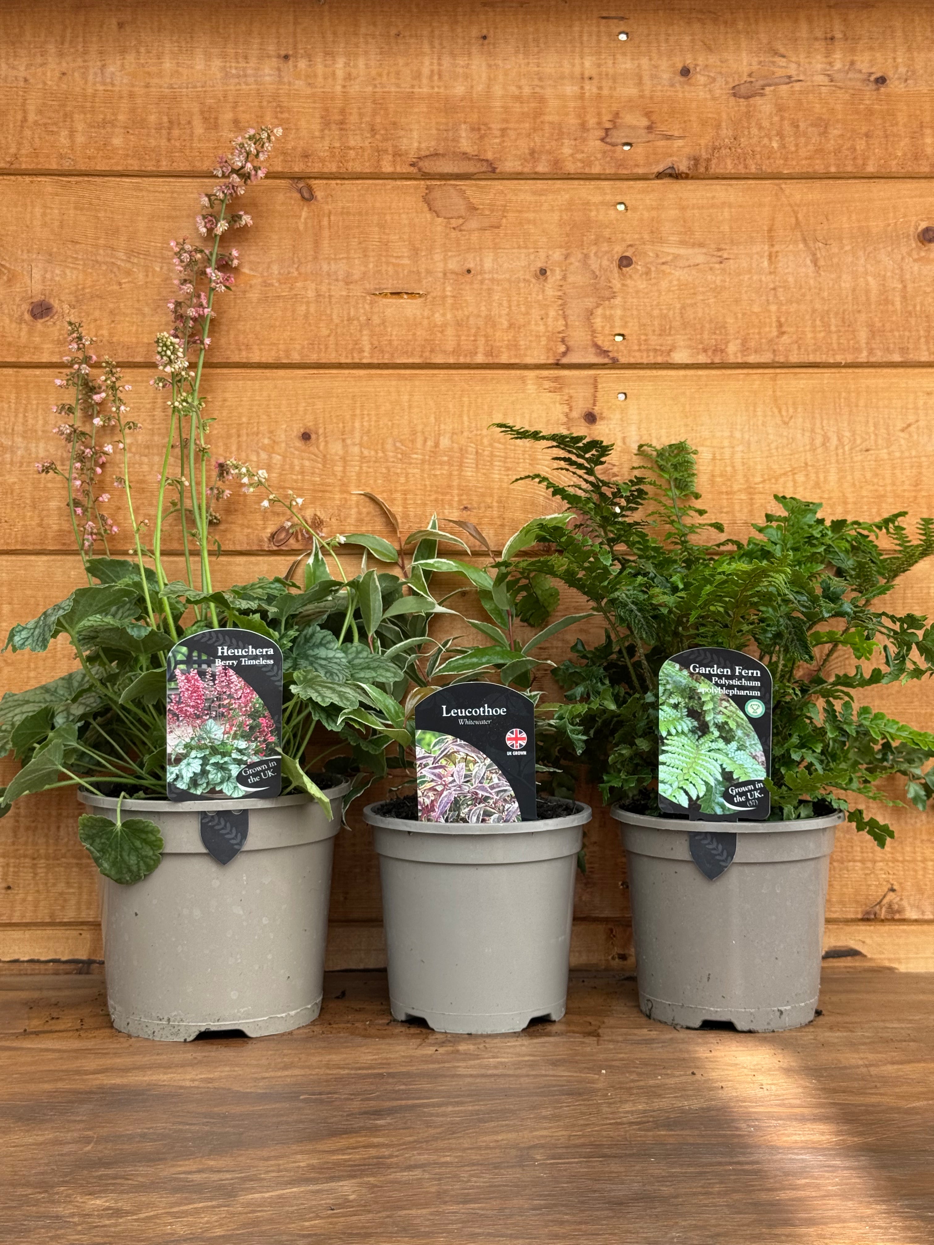 The Evergreen Trio Bundle