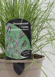 Bouteloua gracilis 'Bad River'