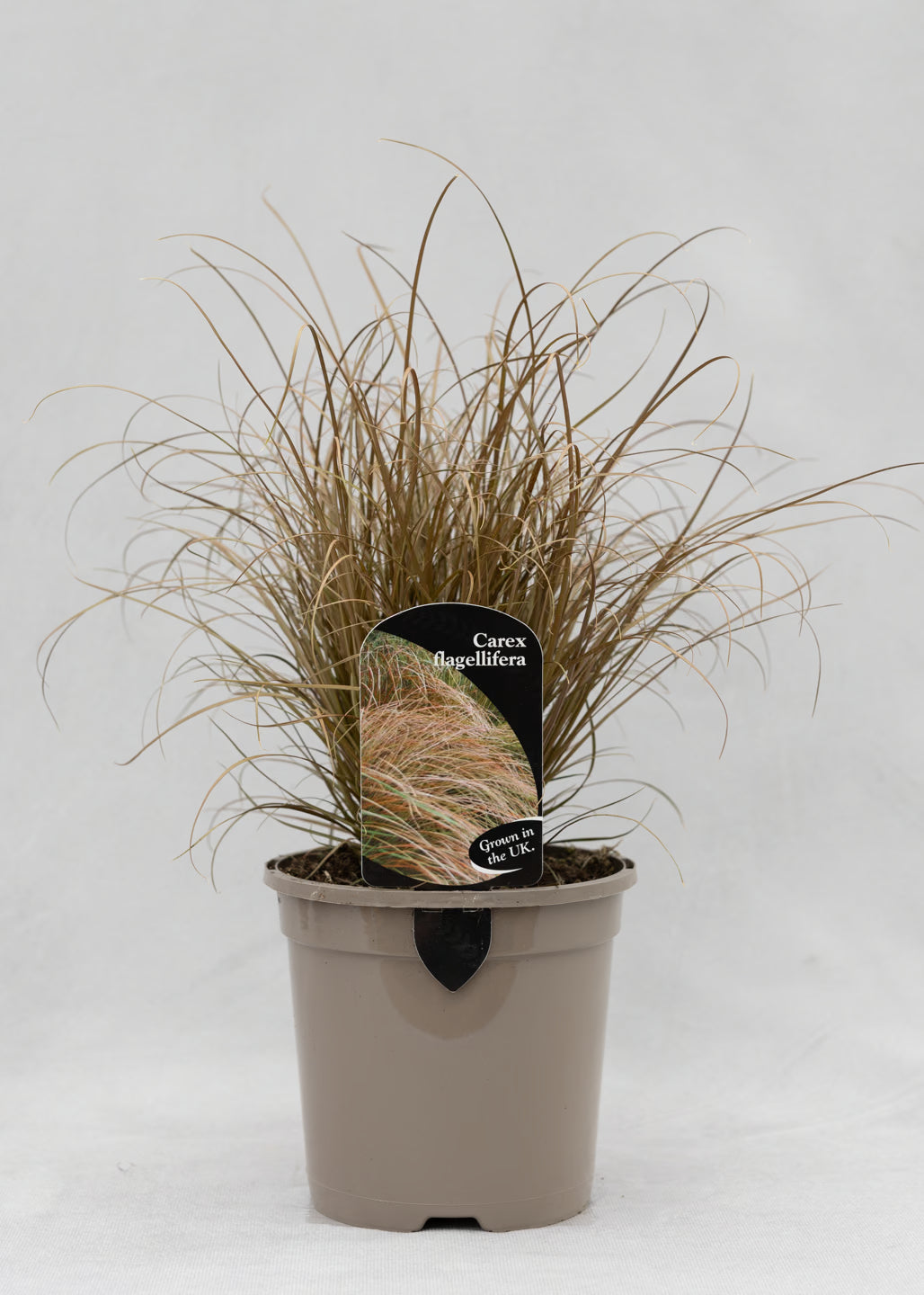 Carex flagellifera