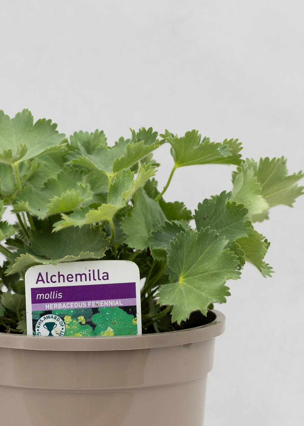 Alchemilla mollis 'Auslese'