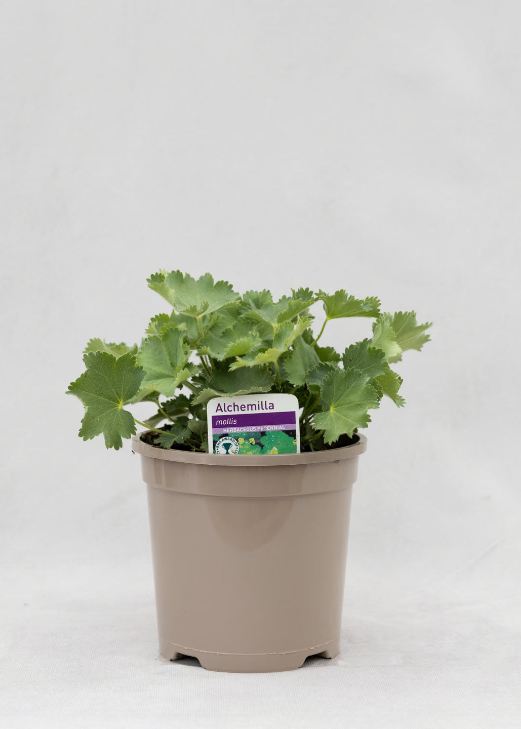 Alchemilla mollis 'Auslese'