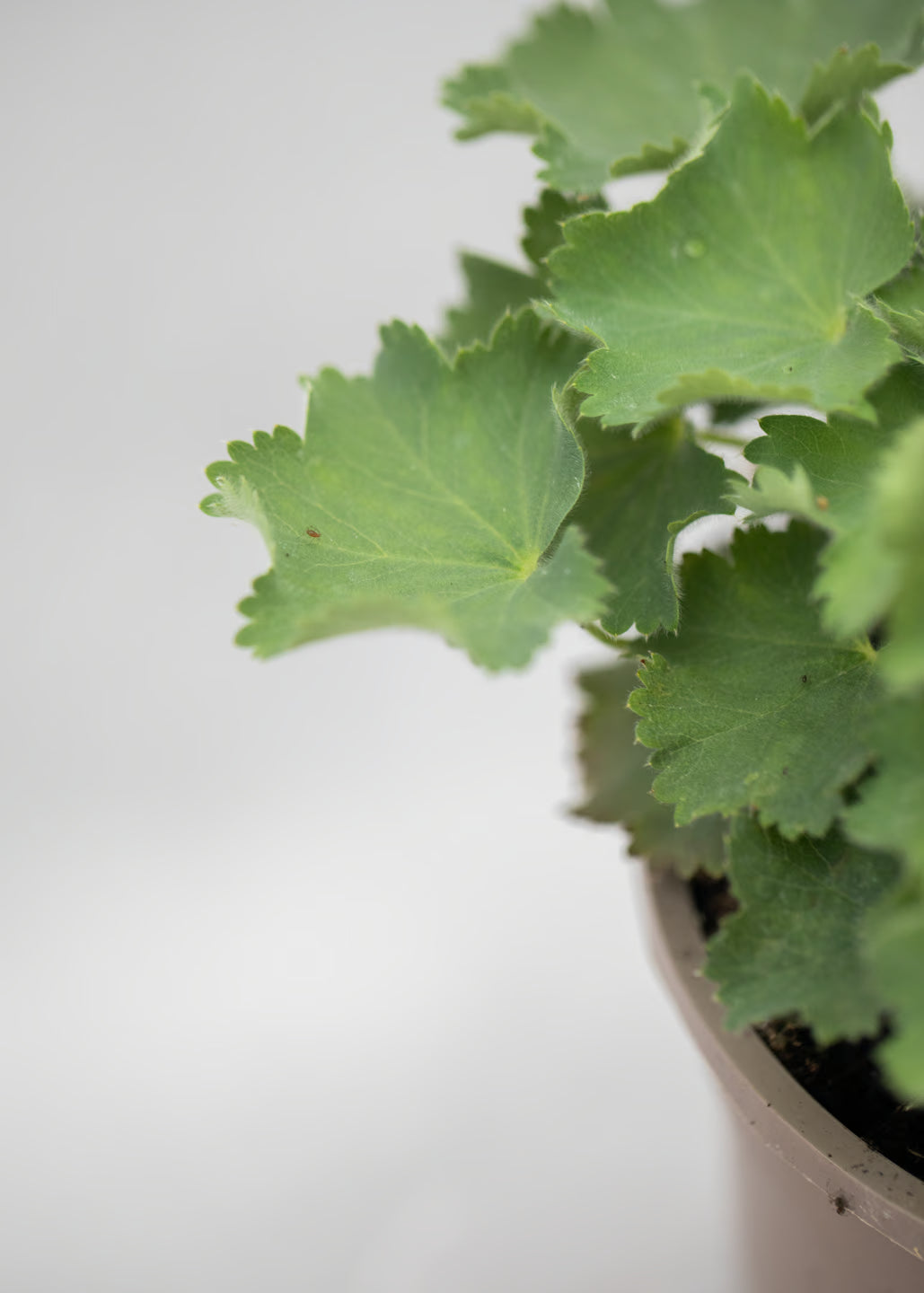 Alchemilla mollis 'Auslese'