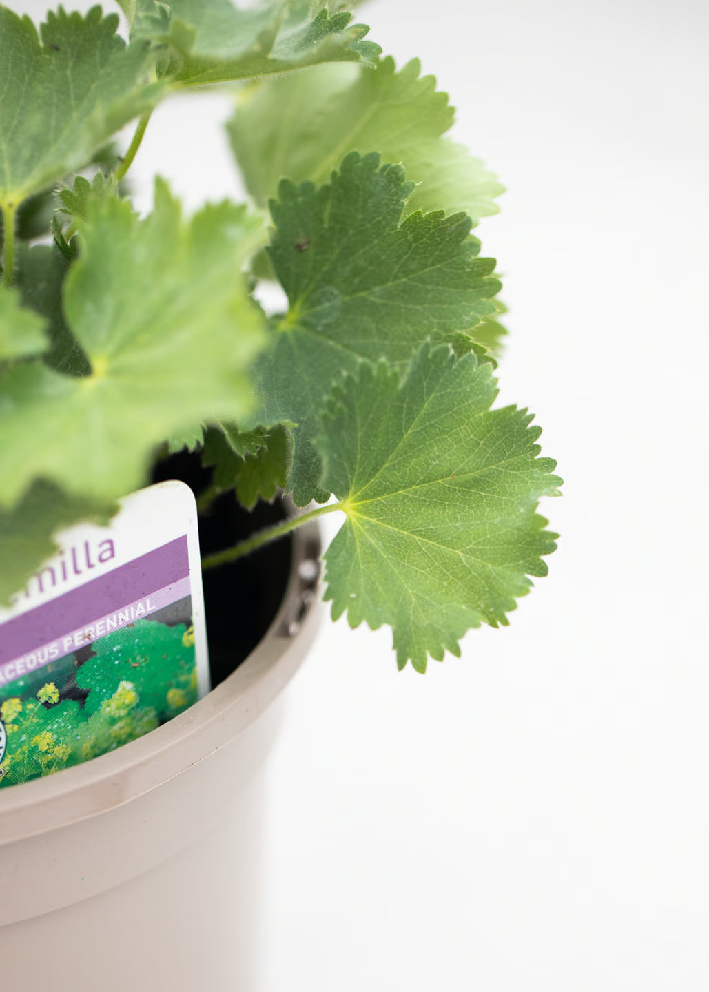 Alchemilla mollis 'Auslese'