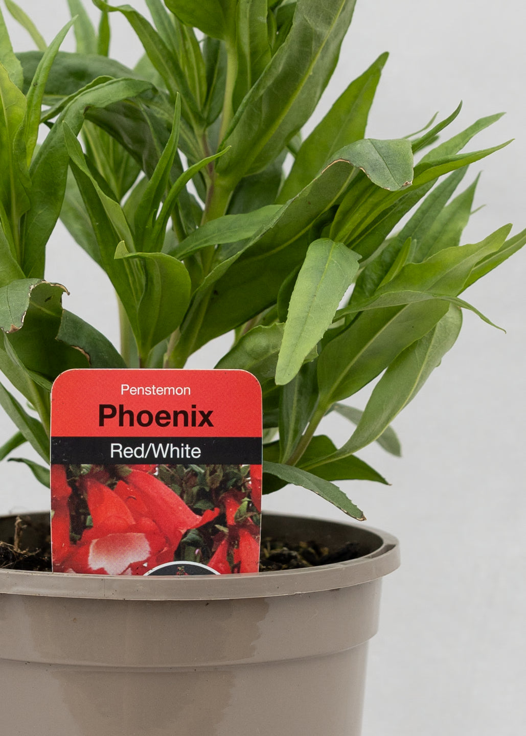 Penstemon hartwegii 'Phoenix Red'