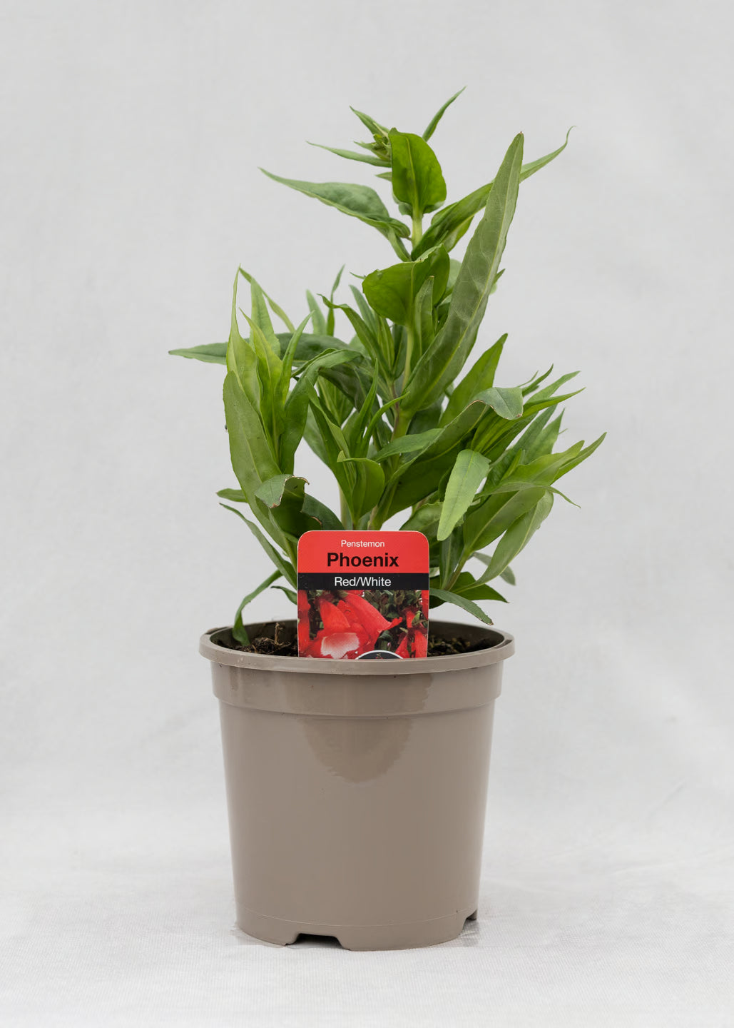 Penstemon hartwegii 'Phoenix Red'
