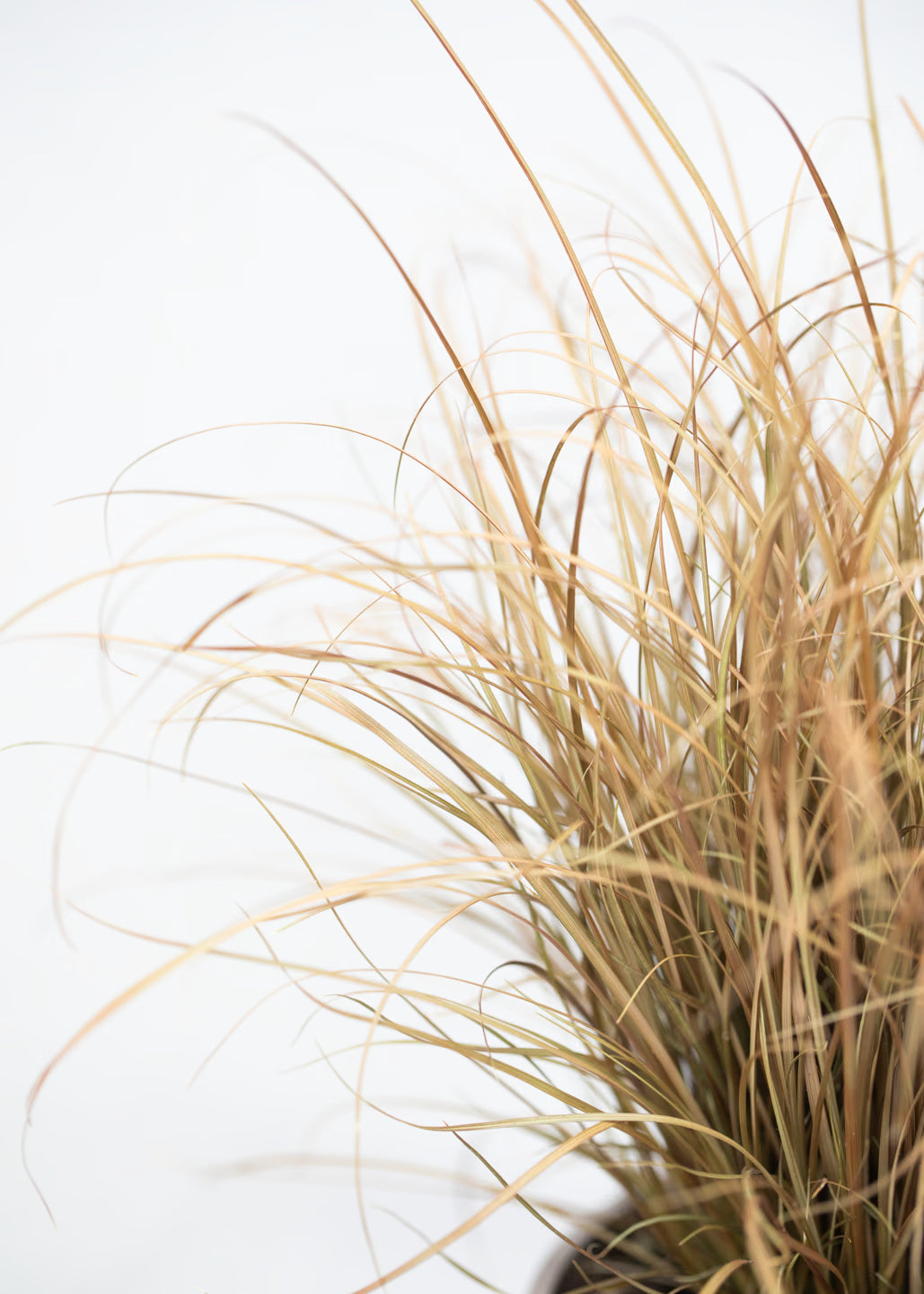 Carex flagellifera