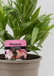 Penstemon hartwegii 'Phoenix Pink'
