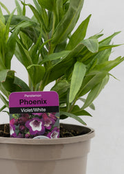 Penstemon hartwegii 'Phoenix Violet'