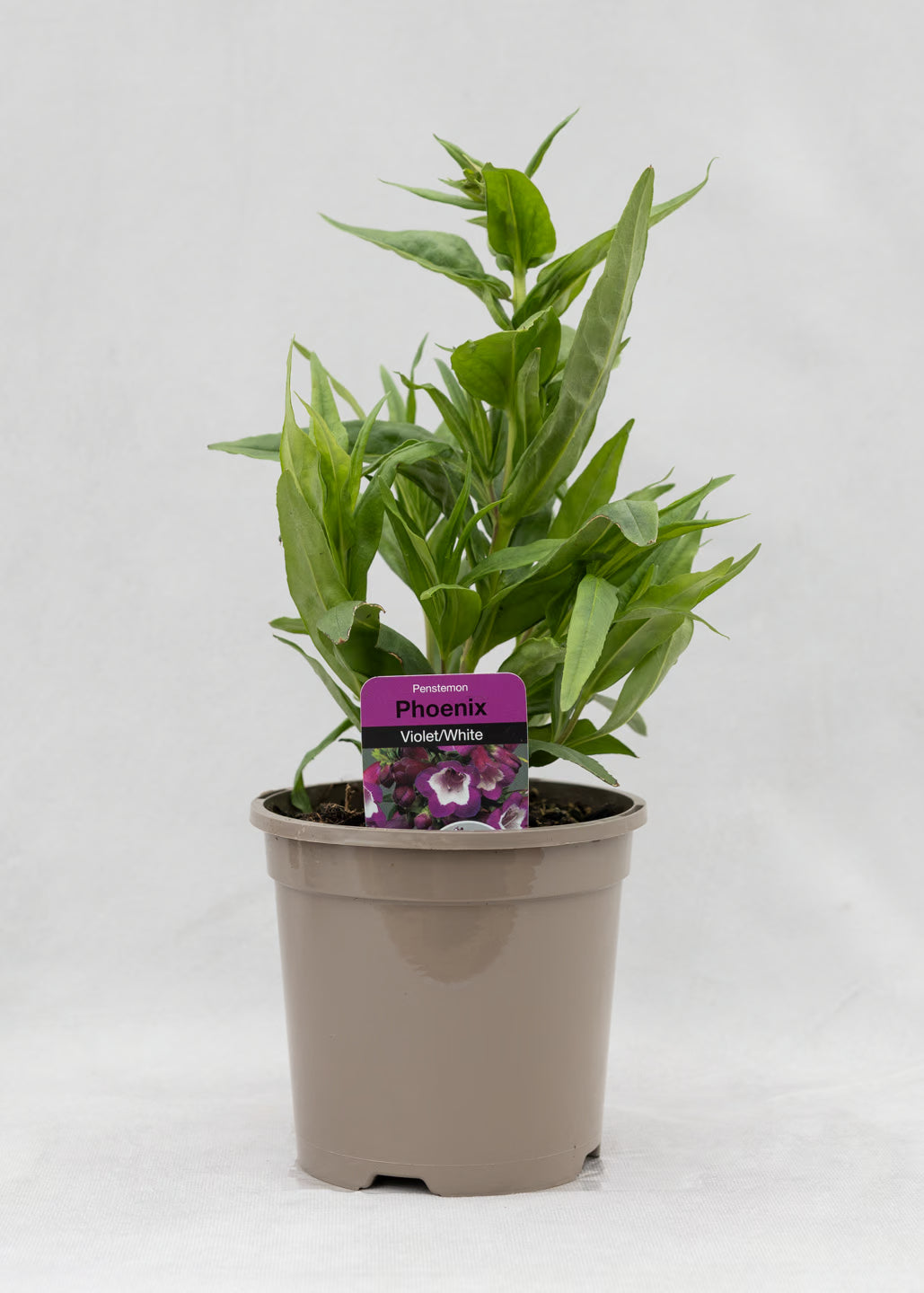 Penstemon hartwegii 'Phoenix Violet'