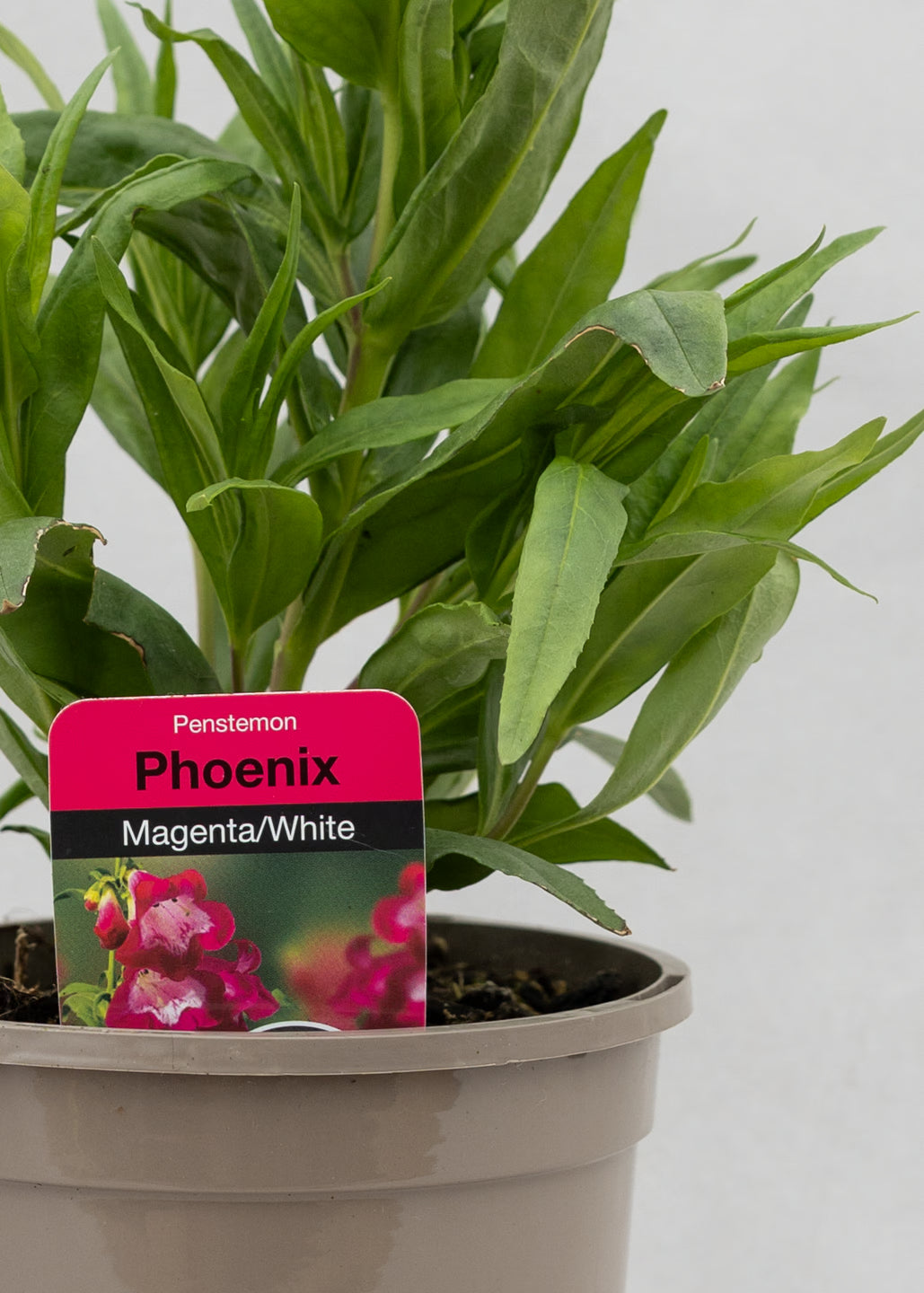 Penstemon hartwegii 'Phoenix Magenta'