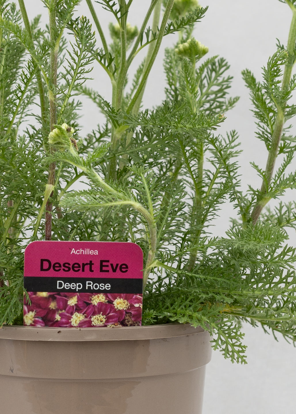 Achillea 'Desert Eve Deep Rose'