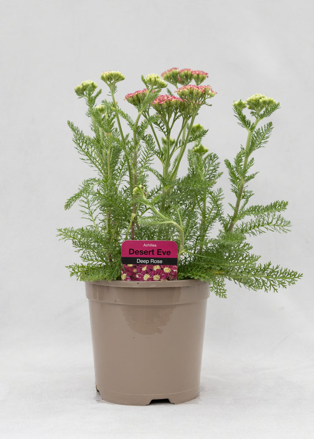 Achillea 'Desert Eve Deep Rose'