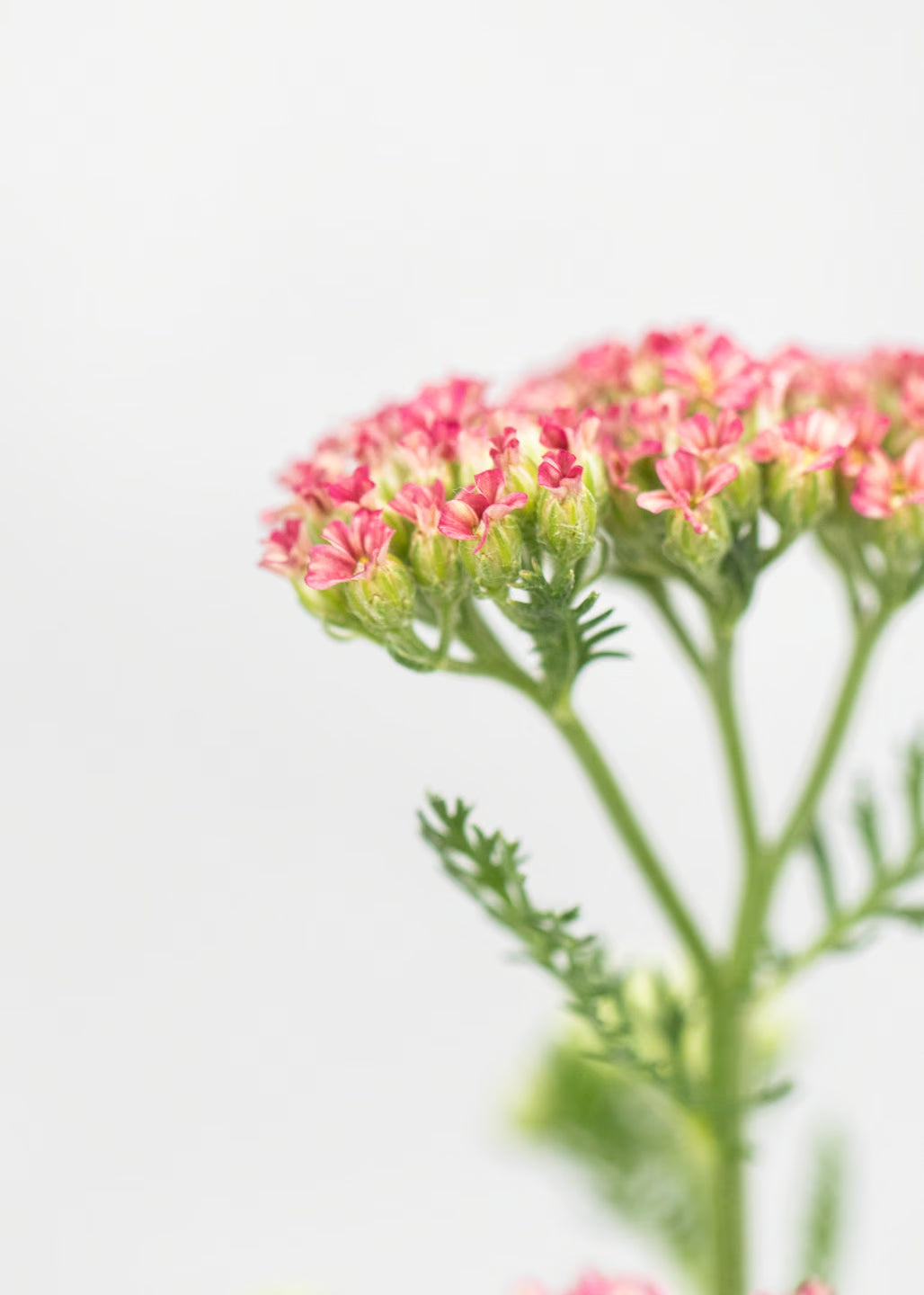 Achillea 'Desert Eve Deep Rose'