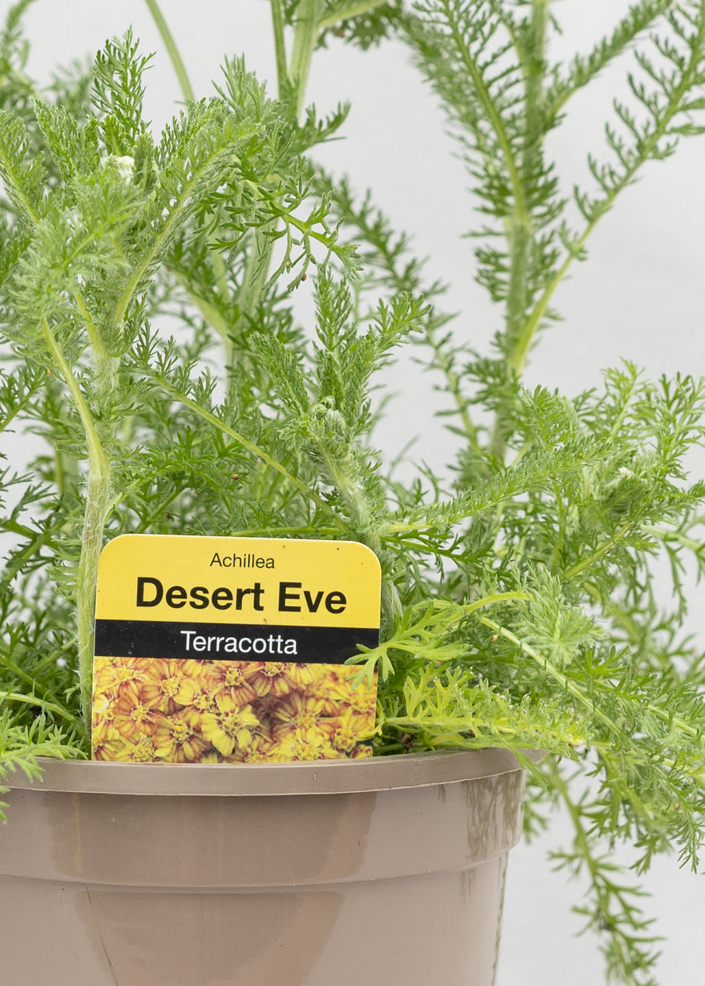 Achillea 'Desert Eve Terracotta'