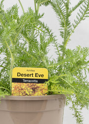 Achillea 'Desert Eve Terracotta'