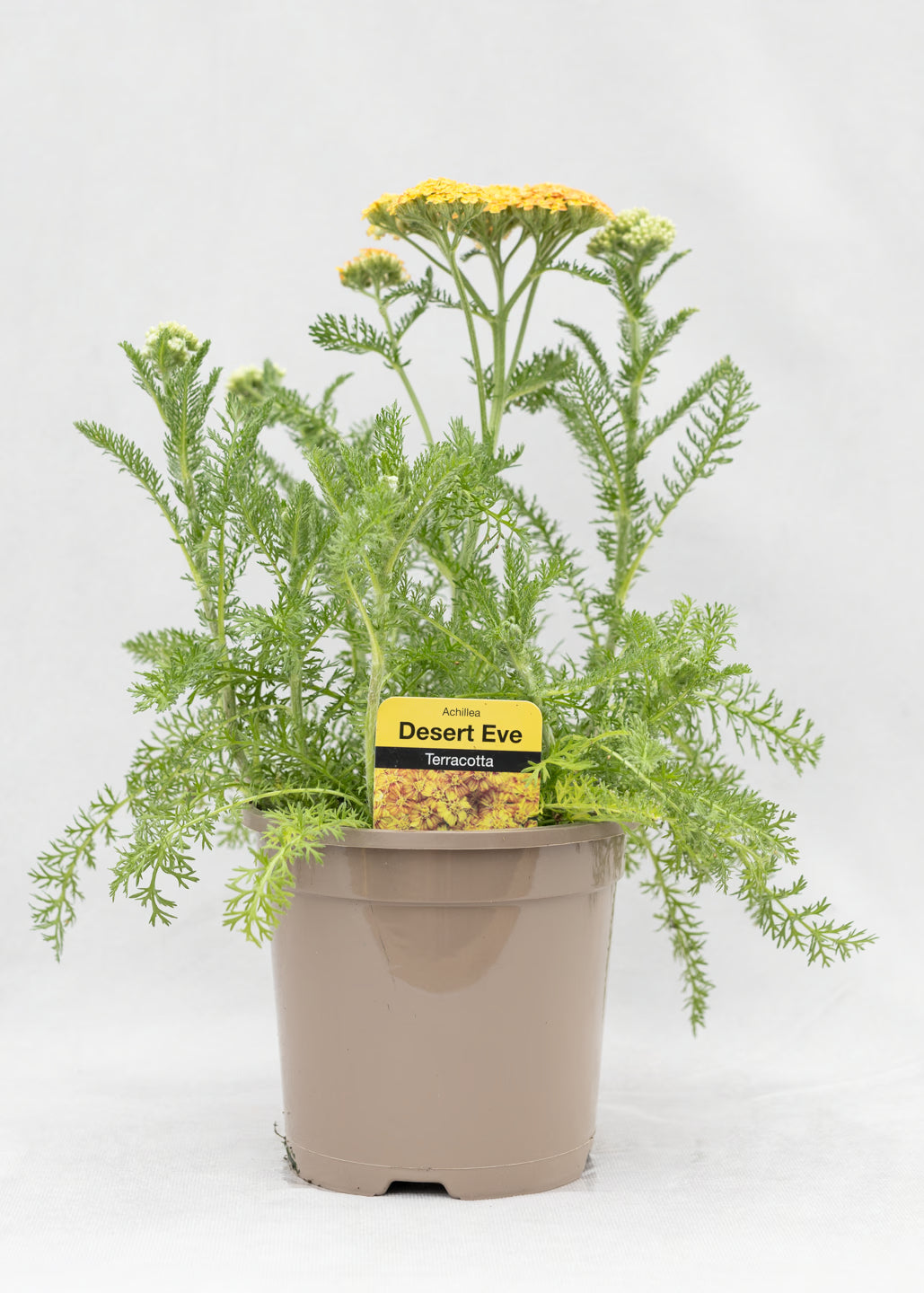 Achillea 'Desert Eve Terracotta'