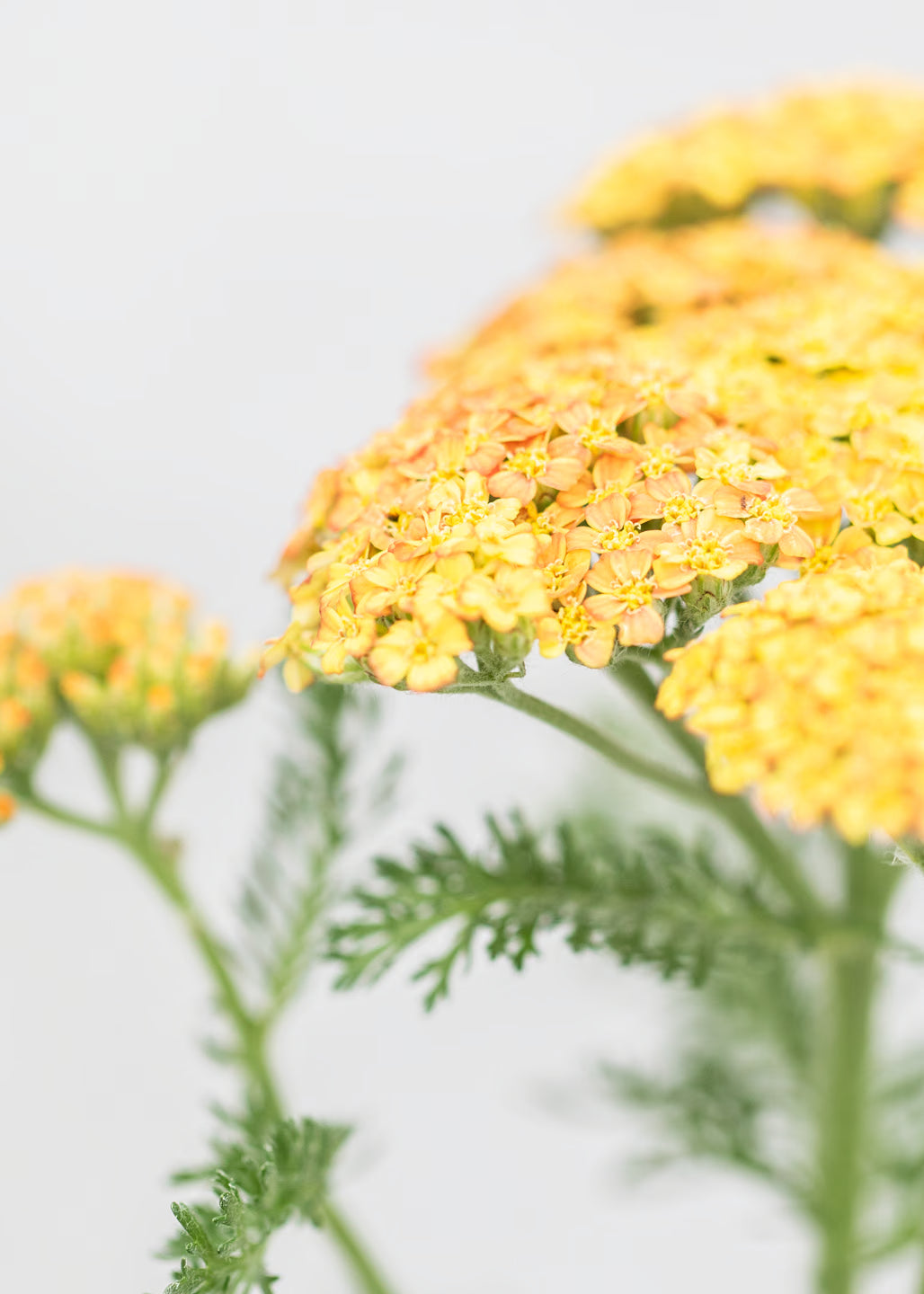 Achillea 'Desert Eve Terracotta'