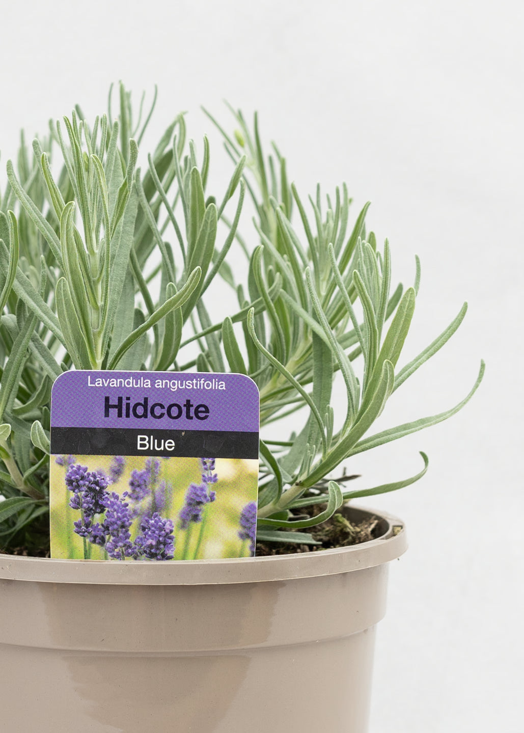 Lavandula angustifolia 'Hidcote Blue'