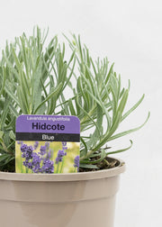 Lavandula angustifolia 'Hidcote Blue'
