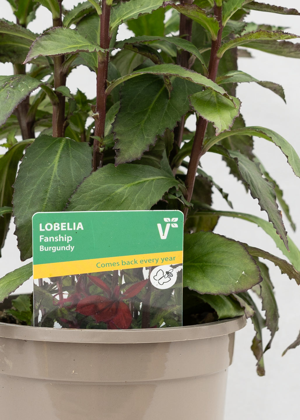 Lobelia 'Speciosa Fanship Burgundy'