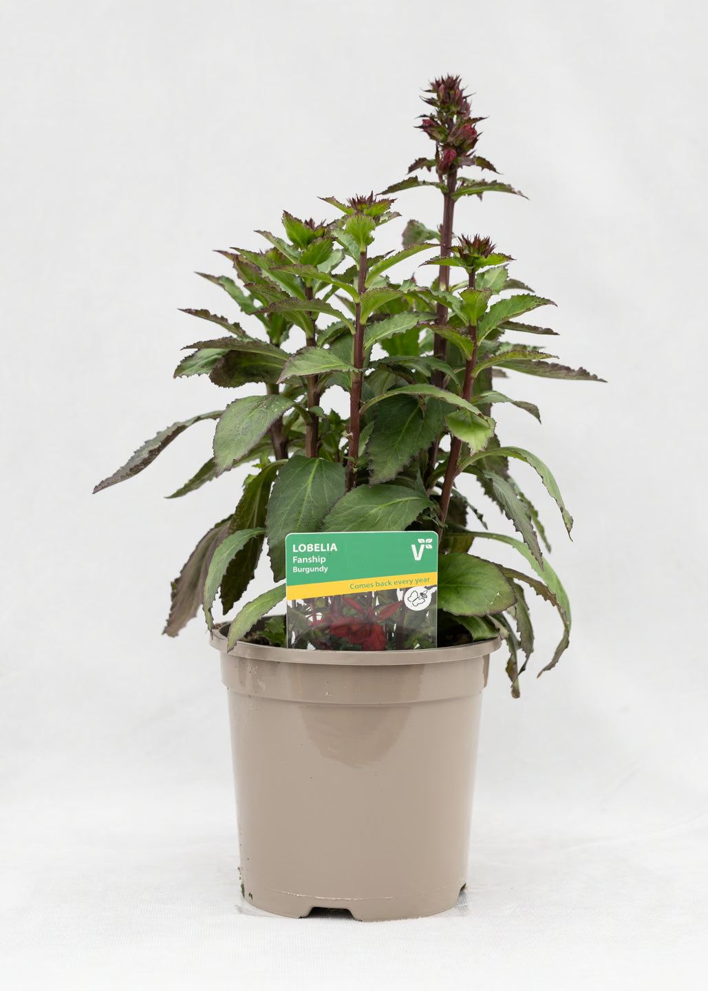 Lobelia 'Speciosa Fanship Burgundy'