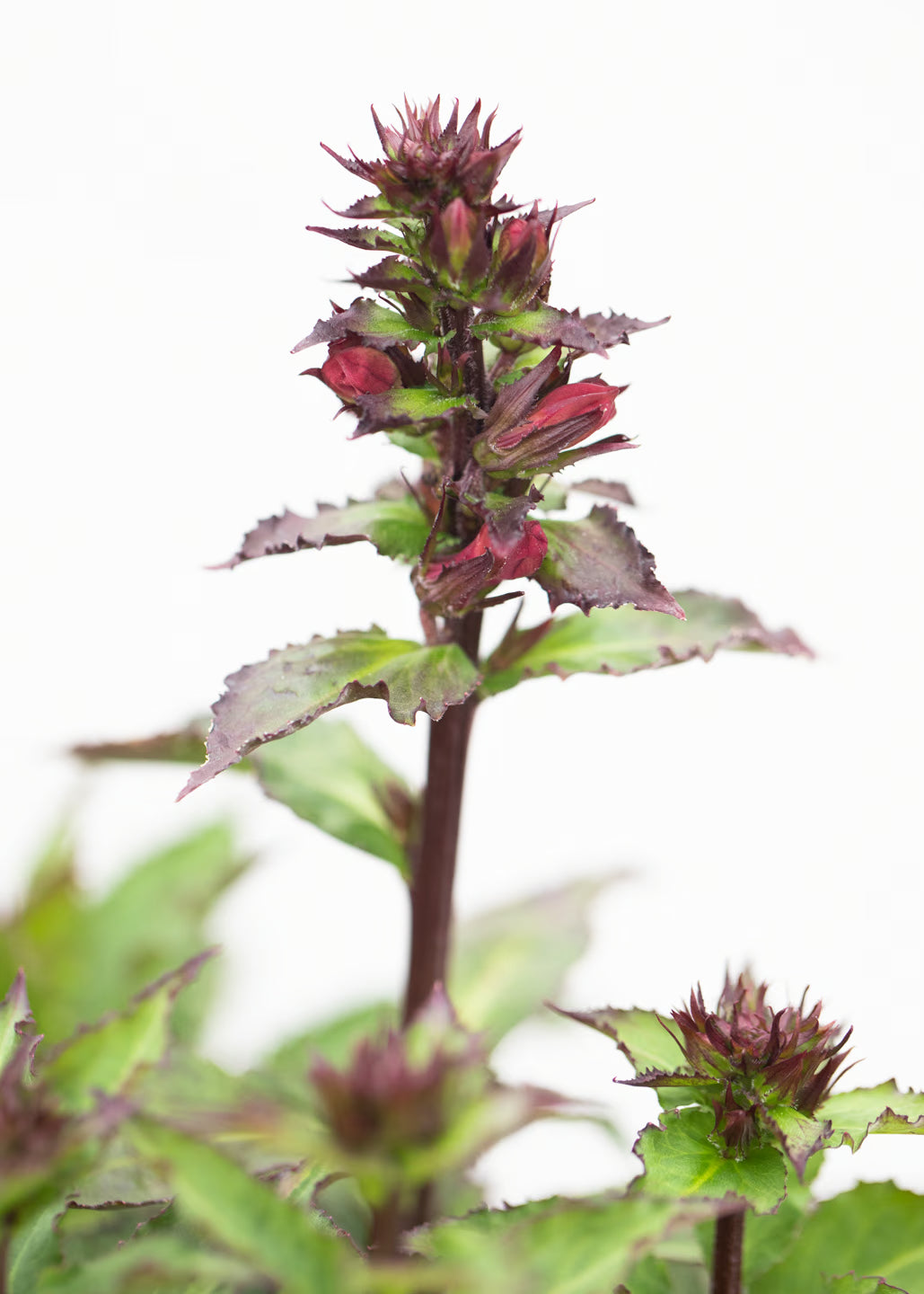 Lobelia 'Speciosa Fanship Burgundy'