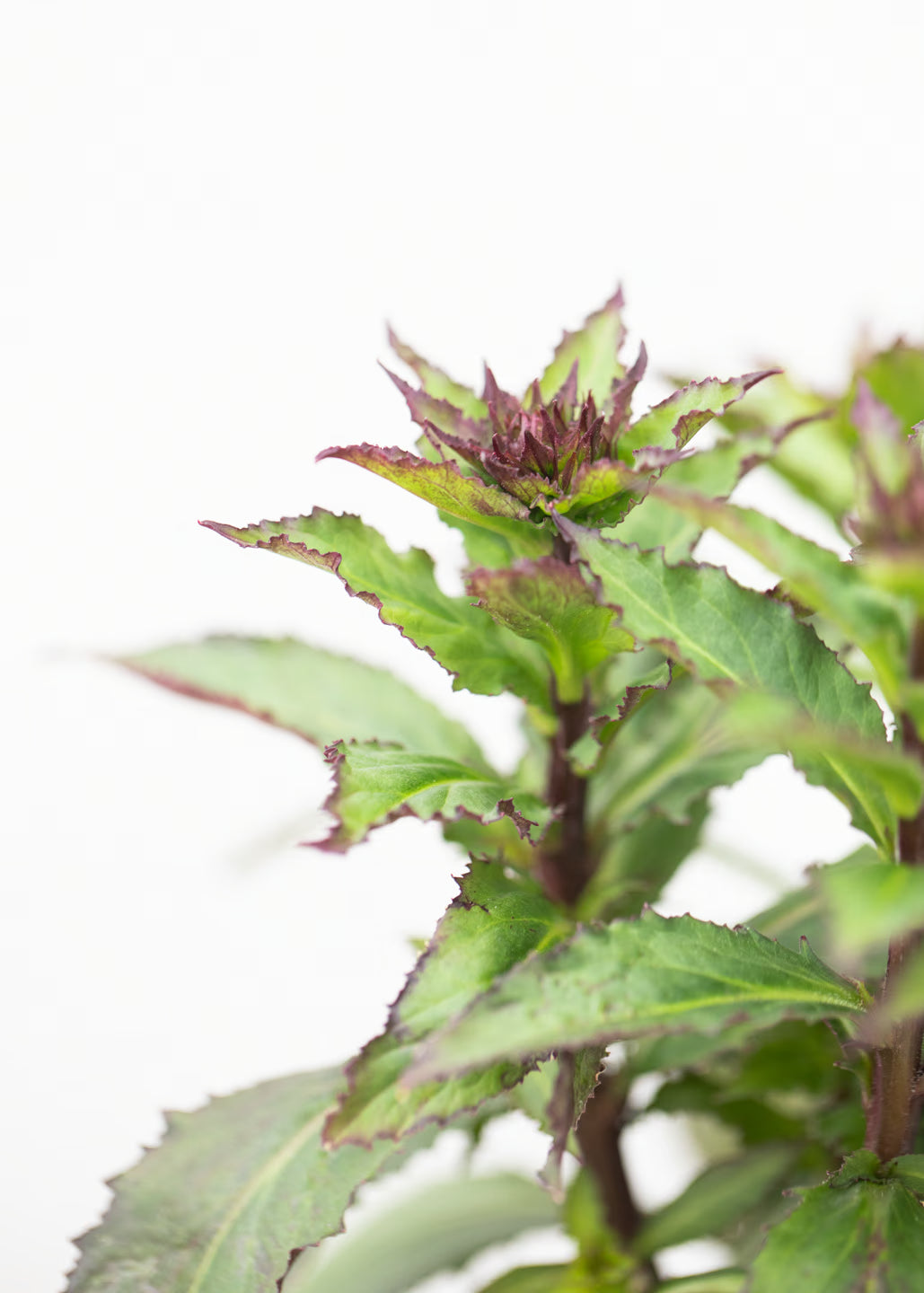 Lobelia 'Speciosa Fanship Burgundy'