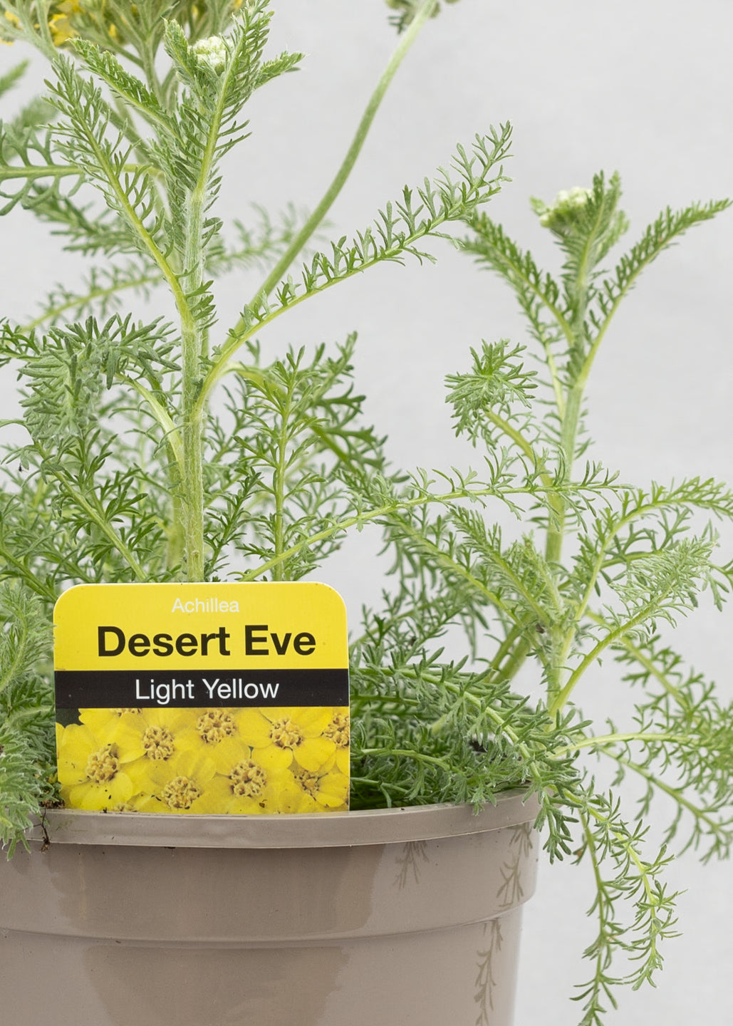 Achillea 'Desert Eve Light Yellow'