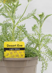 Achillea 'Desert Eve Light Yellow'