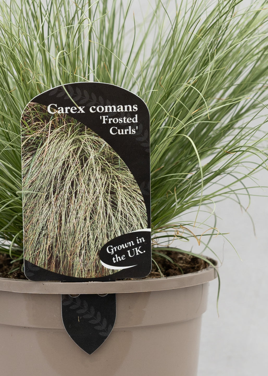 Carex 'Frosted Curls'