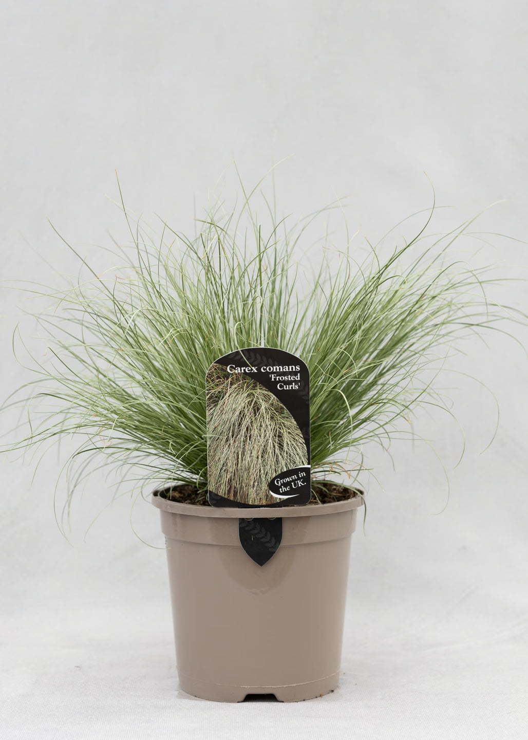 Carex 'Frosted Curls'