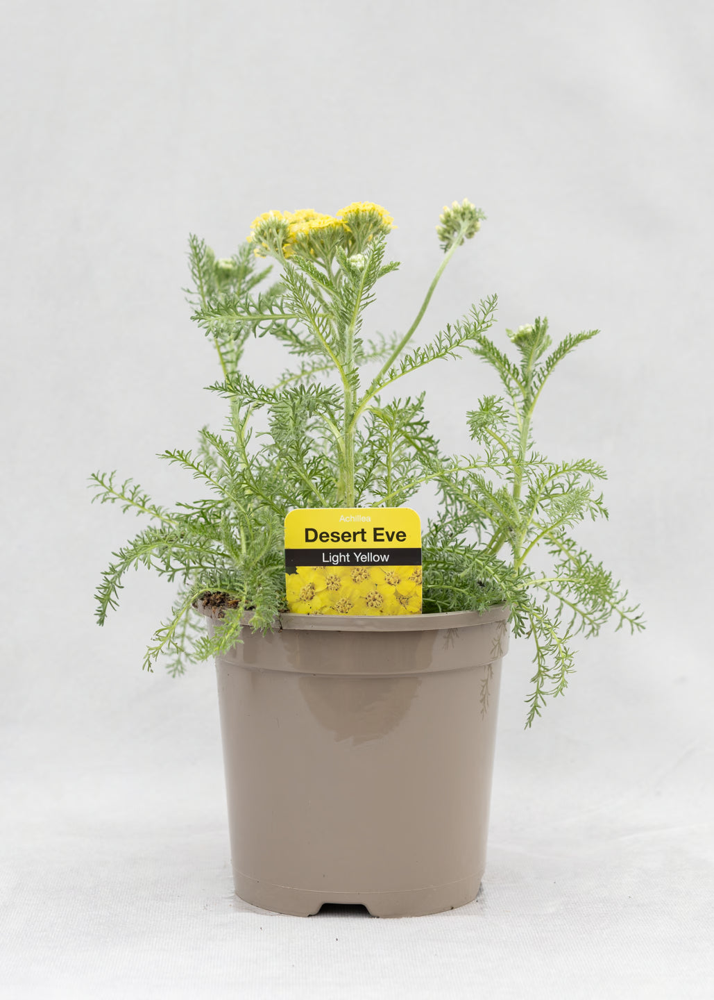 Achillea 'Desert Eve Light Yellow'