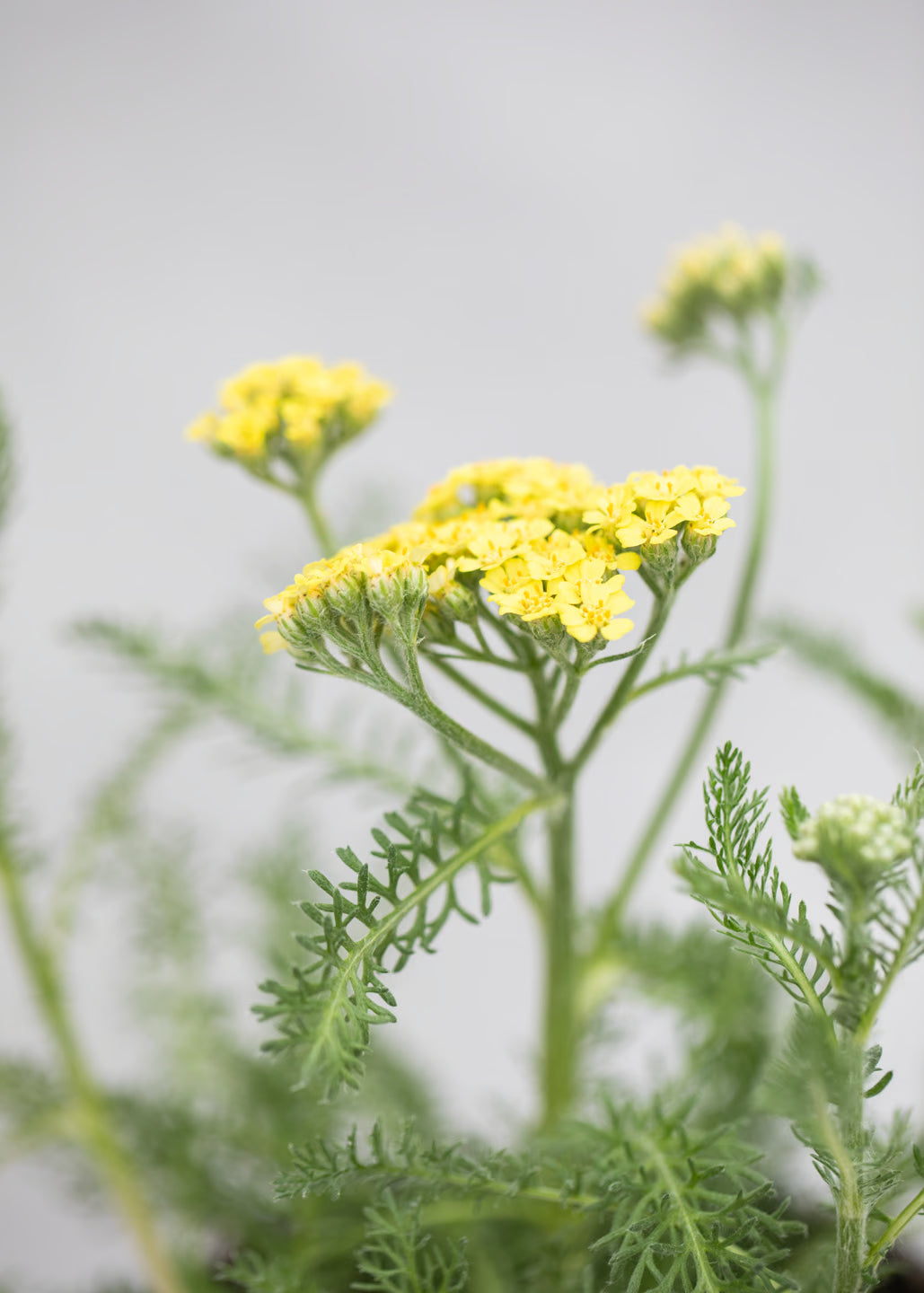 Achillea 'Desert Eve Light Yellow'