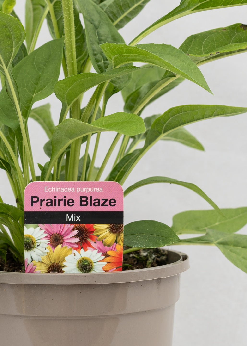Echinacea purpurea 'Prairie Blaze Mix'