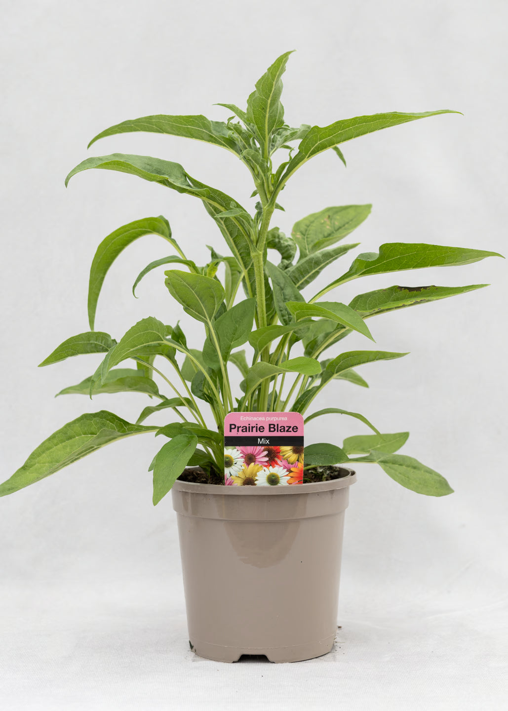 Echinacea purpurea 'Prairie Blaze Mix'