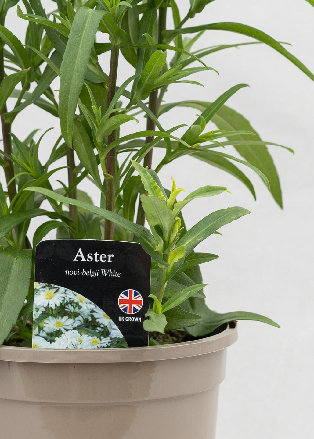 Aster novi-belgii 'Magic White'