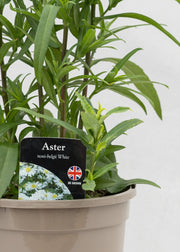Aster novi-belgii 'Magic White'