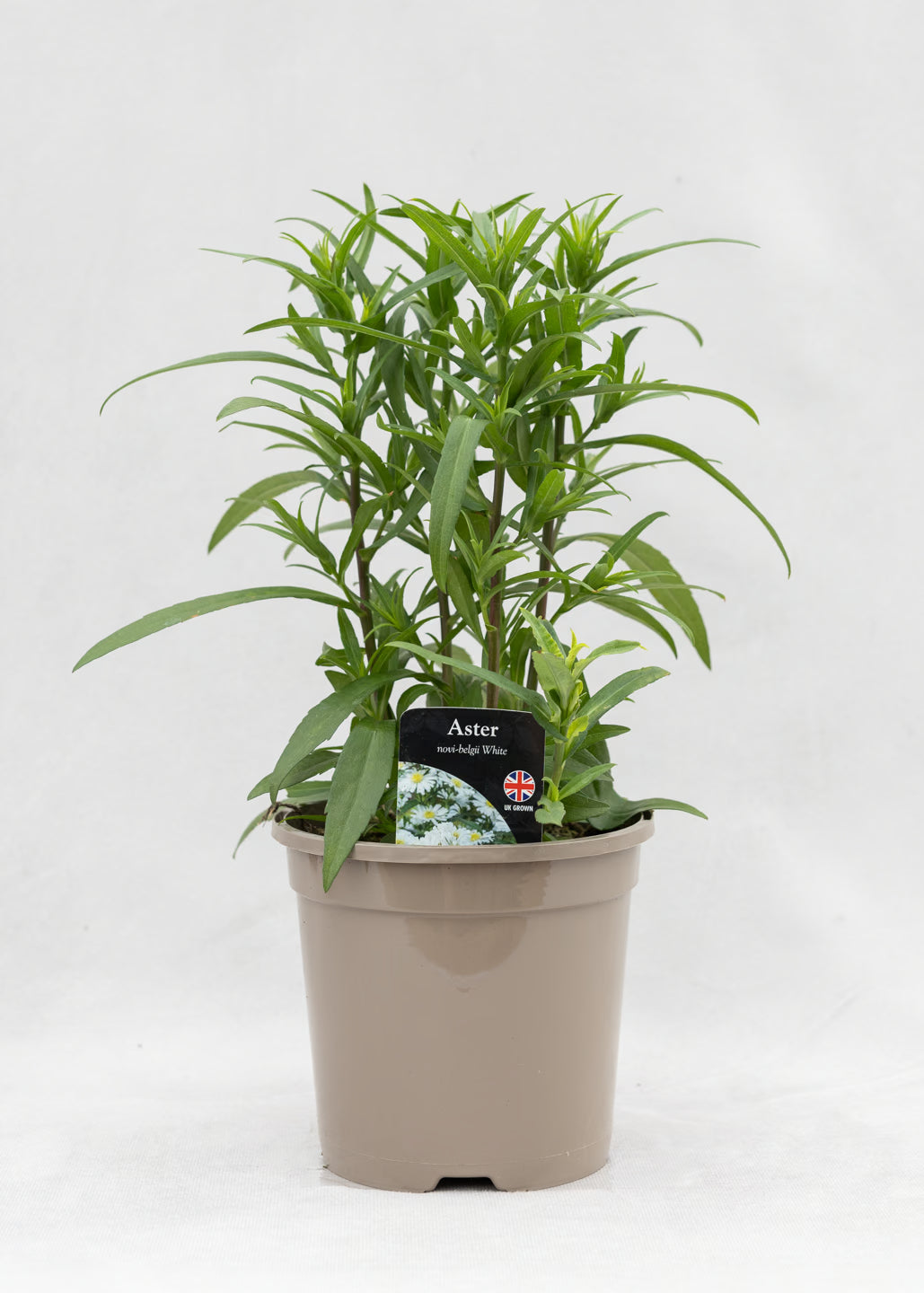 Aster novi-belgii 'Magic White'