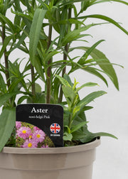 Aster novi-belgii 'Magic Pink'