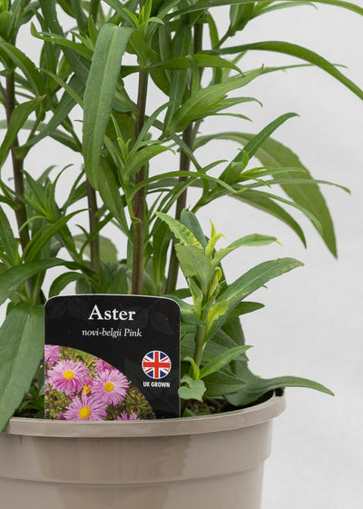 Aster novi-belgii 'Magic Pink'