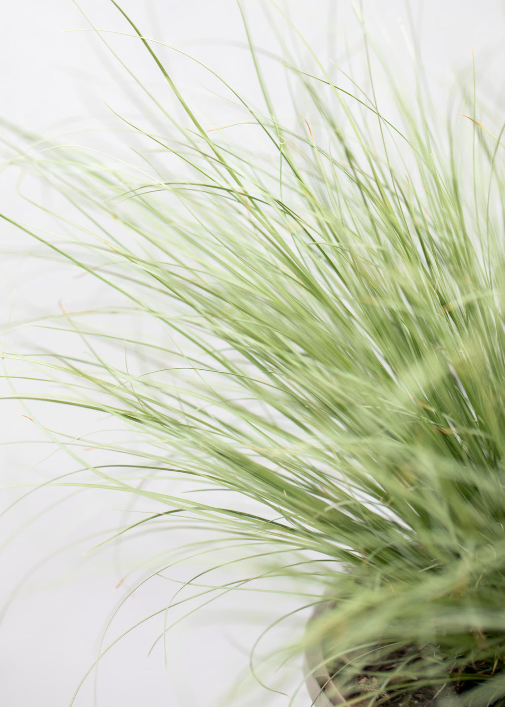 Carex 'Frosted Curls'