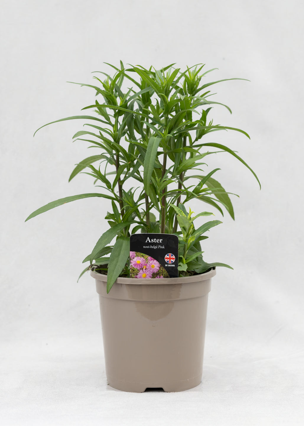 Aster novi-belgii 'Magic Pink'