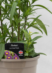 Aster novi-belgii 'Magic Purple'