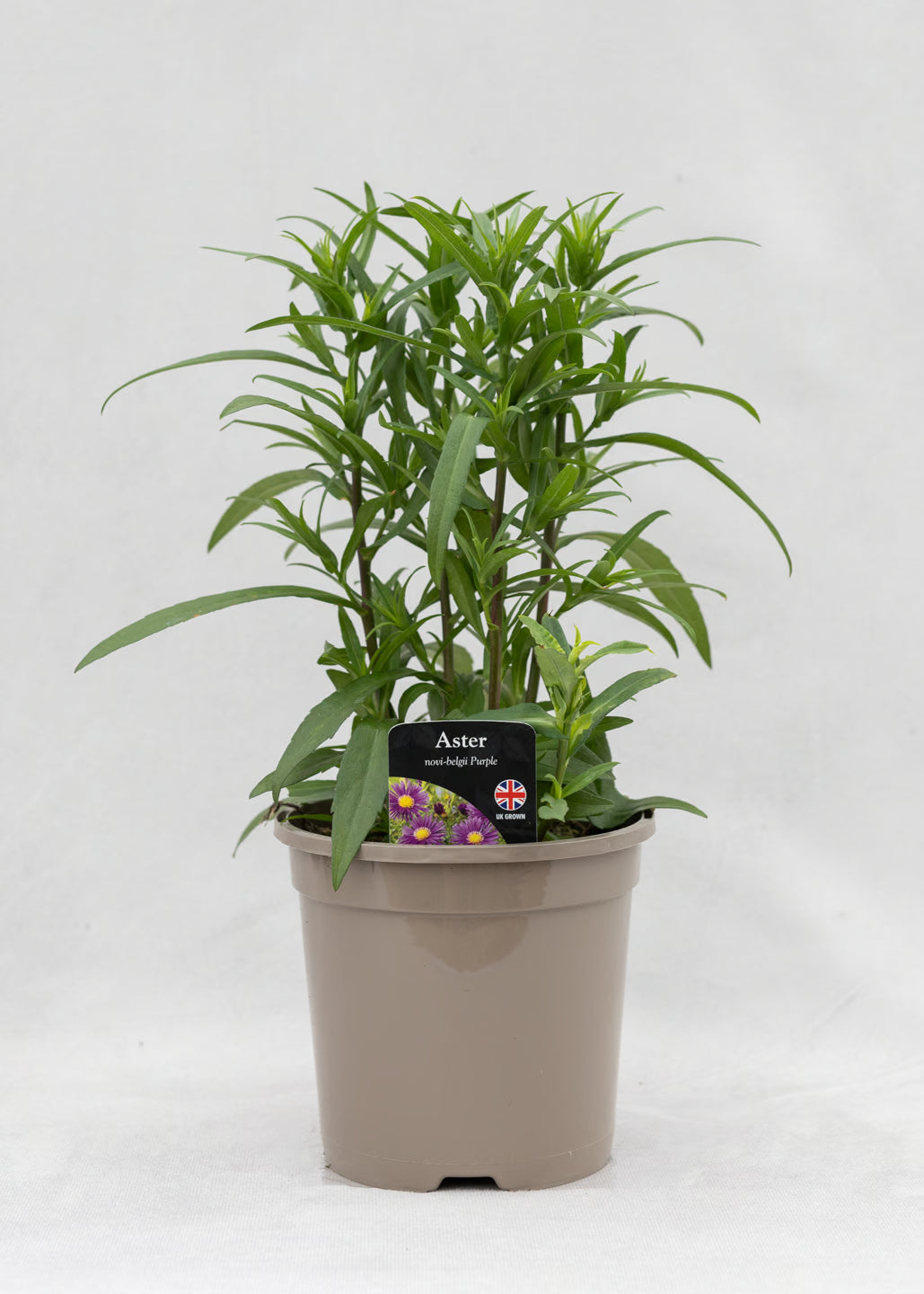 Aster novi-belgii 'Magic Purple'