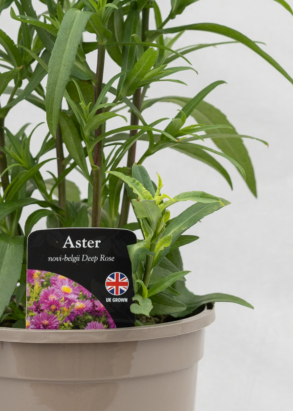 Aster novi-belgii 'Magic Deep Rose'
